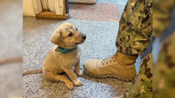 Brave Stray Pup Marches Onto Naval Base And Finds His Forever Family