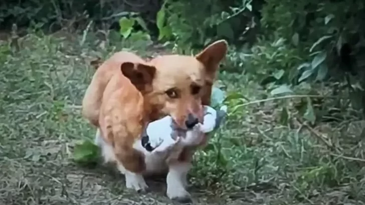 Desperate Dog Mom Wanderers Streets with Her Helpless Pup To Beg for Help