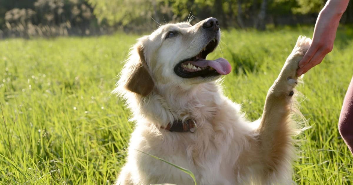 5 Super Easy Tricks to Teach Your Dog and Strengthen Your Bond