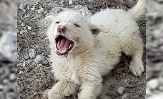 Fragile Puppy Cries Out As His Siblings Are Rescued, But Soon Finds Love And Warmth In His New Home