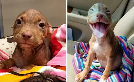 Joyful Puppy Matilda Finds Her Forever Home After Being Rescued From The Streets