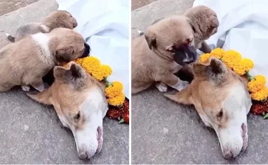 Devoted Pups Comfort Their Dying Mother In Her Final Moments, Never Leaving Her Side