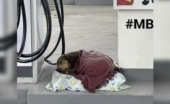 Gas Station Attendant Warms Up Stray Dog With A Blanket, Sparking A Beautiful Friendship