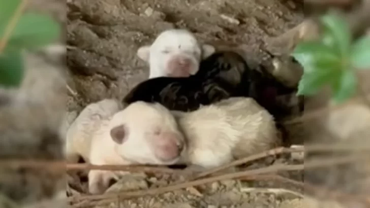 Mama Dog Sacrifices Everything to Shield Her Newborn Pups, Rescuers Step In Just In Time