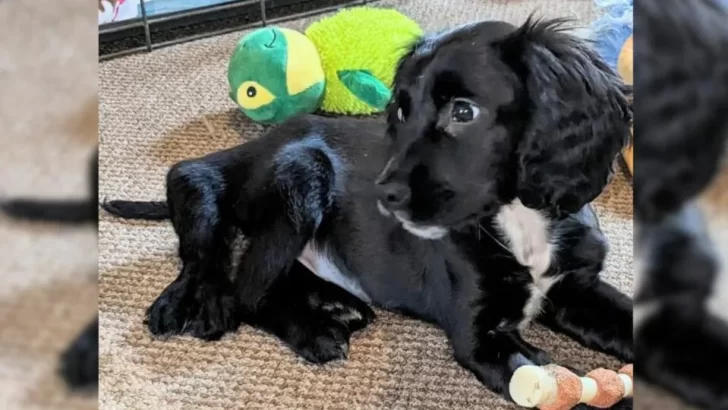 Abandoned Dog Born with Six Legs Finds Love and a Forever Home After Life-Changing Surgery