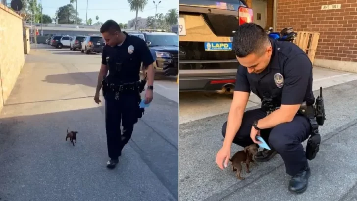 Lost Puppy Follows Police Officers And Finds A Forever Home With His Rescuer