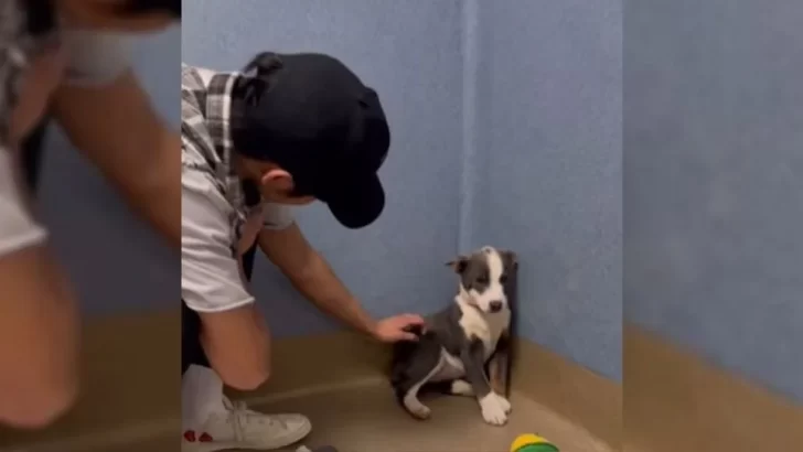 Sweet Stray Puppy Named Ellie Finds Her Forever Home After a Tough Start