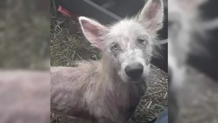 Starving Dog Finds Hope After Truck Driver Rescues Him From the Streets