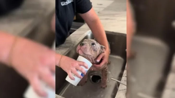 Brave Dog Covered in Mange Finds Love and Comfort with Foster Mom