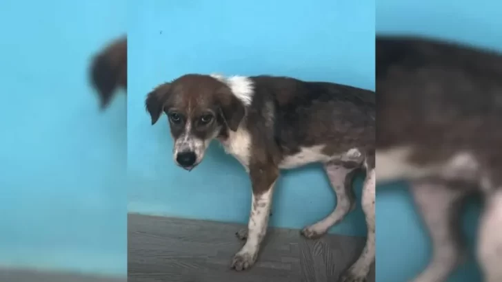 Terrified Dog Slowly Learns to Trust Again Thanks to Her Patient Rescuer