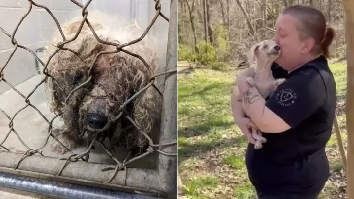 Family Reunites with Missing Dog After 3 Years, Only to Say Goodbye in Heartfelt Final Moments