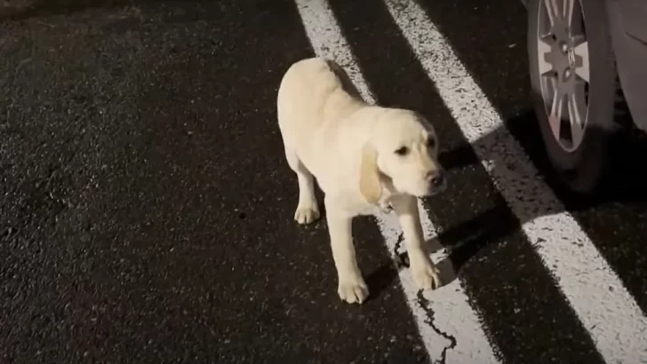 Kind Man Rescues Puppy from a Lonely Kennel and Starts a New Journey Together