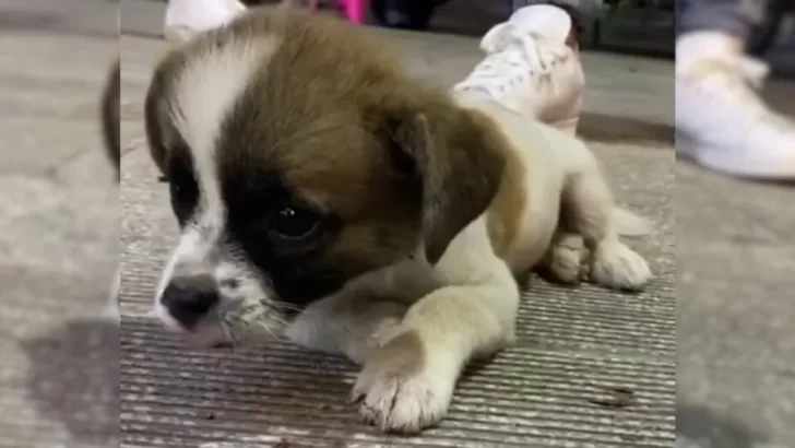 Tiny Pup Hit By A Car Fights For His Life And Finds A Loving Forever Home