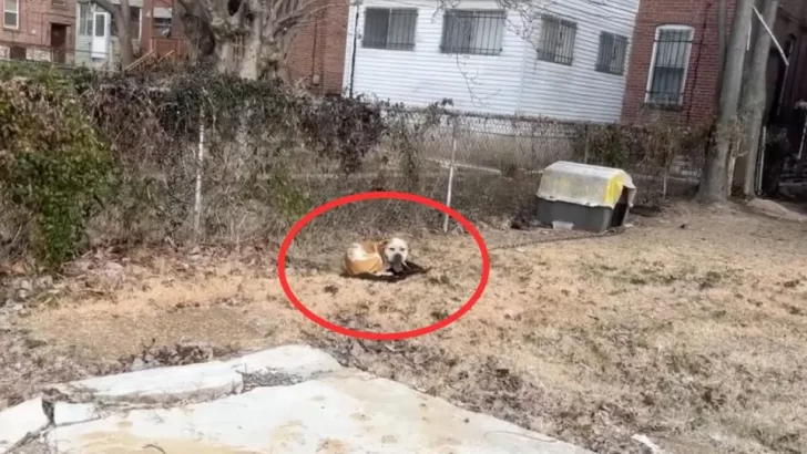 Freezing Dog Left Chained in the Cold Is Saved and Can’t Stop Thanking His Rescuers