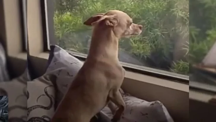 Rescued Dog Runs Away From His New Home To Find His Foster Mom