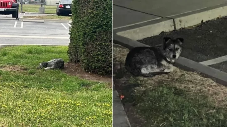 Scared Dog Waits for 15 Days, Finally Rescued and Ready for a New Home