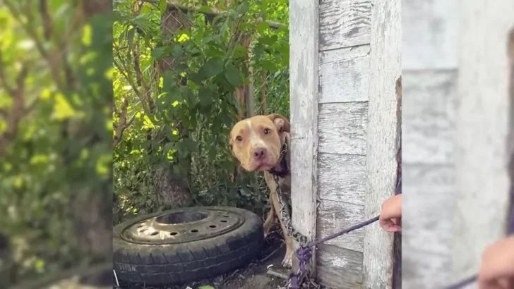 Chained Dog Rescued From Abandoned House Finds Love And Freedom