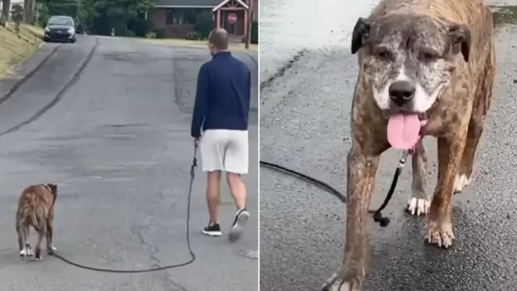 Beloved Dog With Terminal Cancer Takes One Last Walk To Say Goodbye To His Neighbors