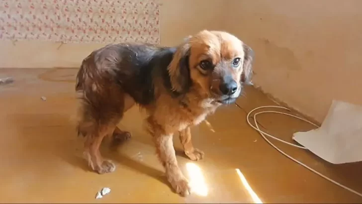 Heartbroken Dog Waits by Her Empty House After Her Owner Passes Away, But Love Finds Her Again