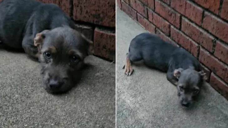 Abandoned Puppy Found Trembling on the Street Gets a Second Chance at a Loving Home