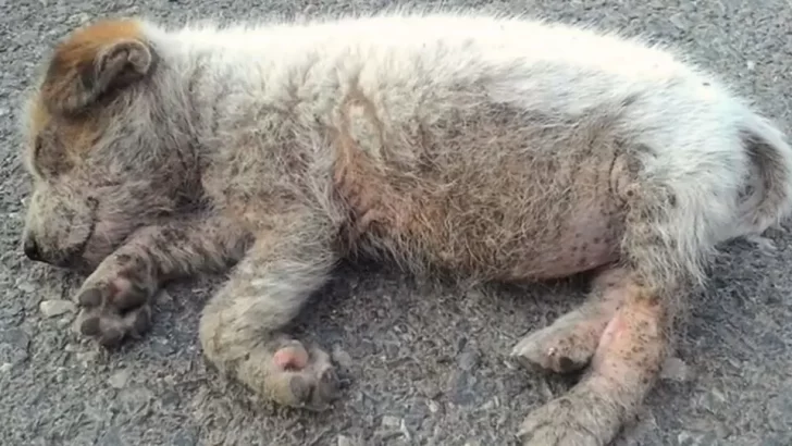 Puppy Found Malnourished on the Road Makes New Friends at the Vet Clinic