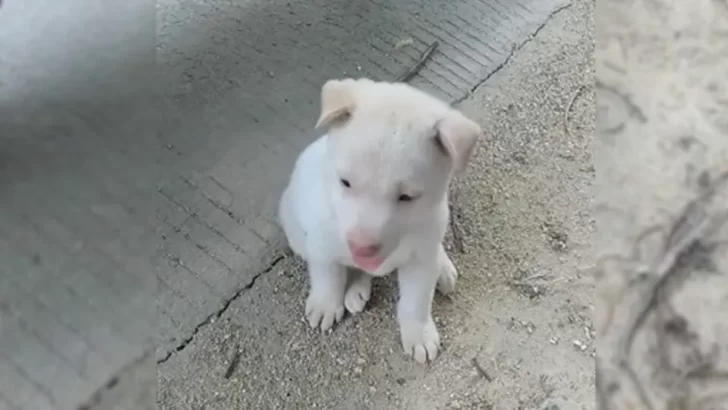 Man Finds Abandoned Puppy On Mountain Road And Gives Him A Forever Home