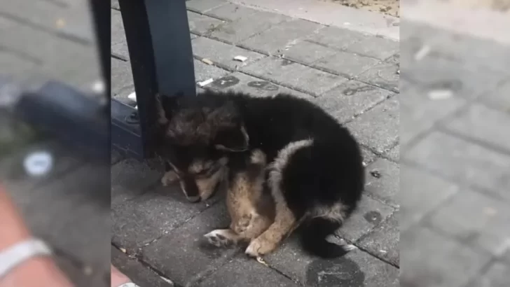 Compassionate Man Rescues Exhausted Stray Puppy From The Scorching Streets