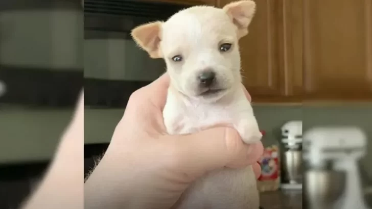 Two-Legged Puppy Overcomes Challenges and Finds Her Forever Family