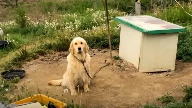 Rescued Pup Finds Love After Being Saved From Life On A Chain, Thanks To Actor Daniel Henney