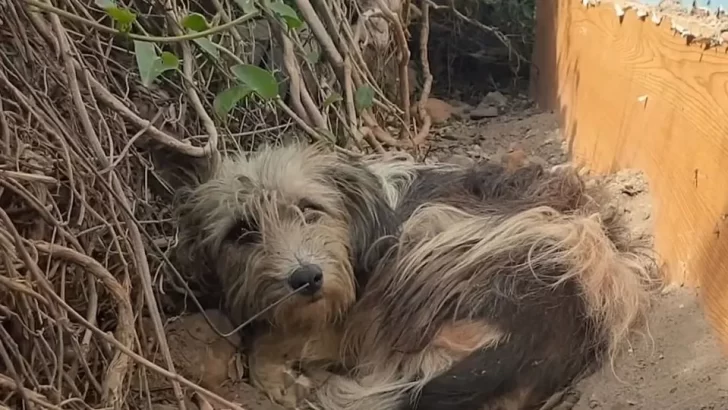 Rescuers Save Scared Dog Left Behind By Her Family, She Finally Finds A Loving Home