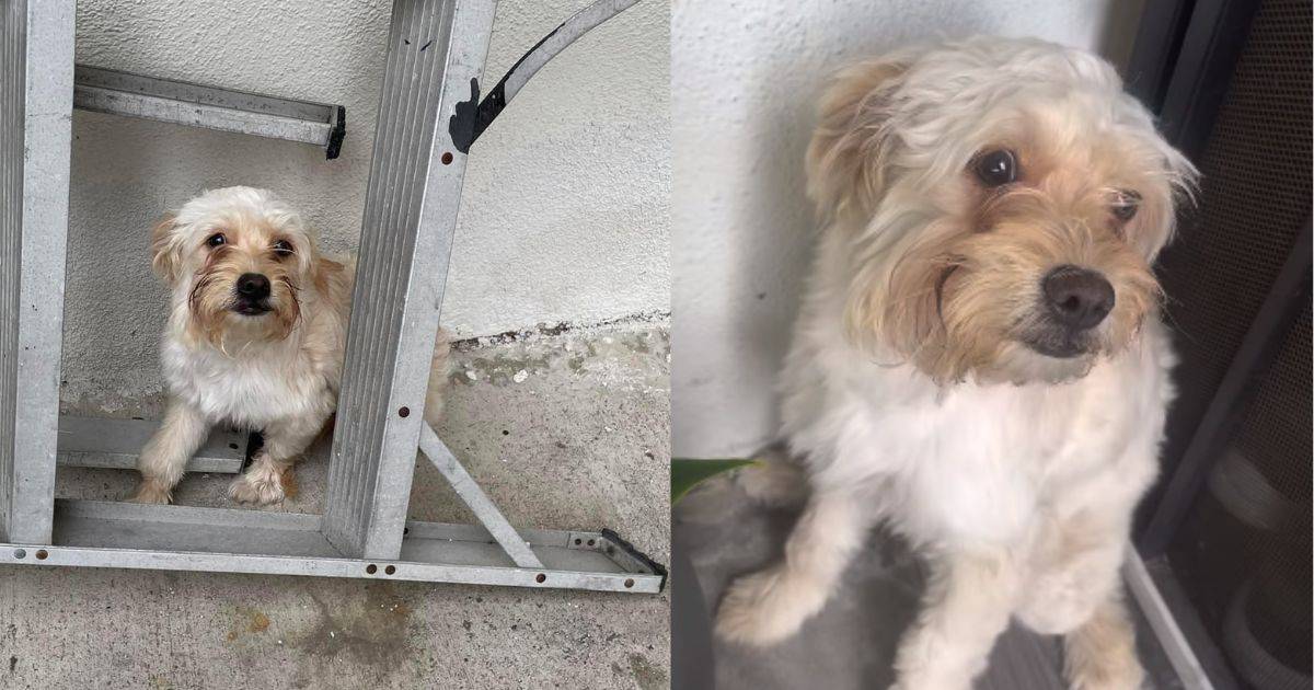 Abandoned Puppy Waits for Her Family to Return, Finds Love and a New ...