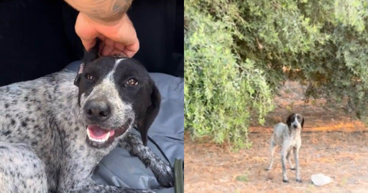 Pregnant Stray Dog’s Life Saved by a Woman Just Before It Was Set to Be ...