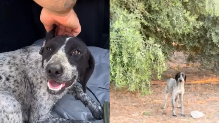 Pregnant Stray Dog’s Life Saved by a Woman Just Before It Was Set to Be Euthanized