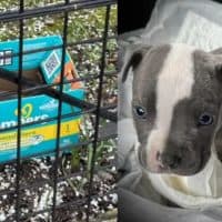 Poor Puppy Found Abandoned In A Diaper Box Outside Of A Store