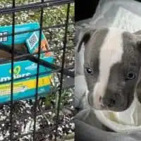 Poor Puppy Found Abandoned In A Diaper Box Outside Of A Store