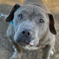 Senior Dog Yearns For A Forever Home As Potential Adopters Keep Refusing Him