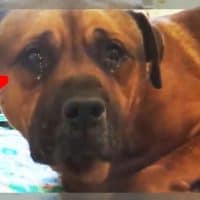 Heartbroken Dog AJ Cries Tears Of Sadness After Being Left Behind At Shelter