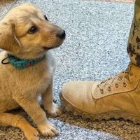 Brave Stray Pup Wanders Into Naval Base And Finds His Forever Family