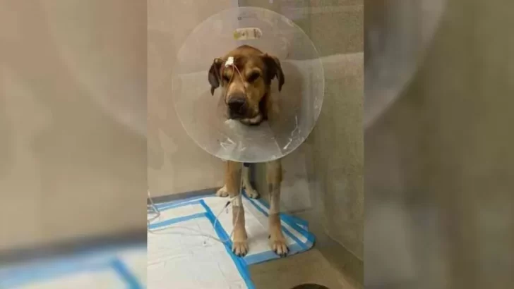 Abandoned Dog Buddy Gets a New Lease on Life Thanks to Kind Hearts