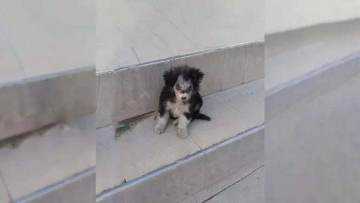 Abandoned Puppy Left Outside Supermarket Finds Love And A Happy Forever Home