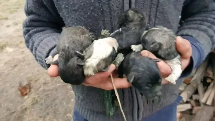 Devoted Rescuer Saves Abandoned Puppies And Finds Two Loving Mother Dogs To Care For Them