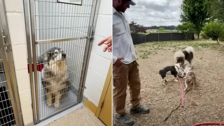 Man Rescues Five Shelter Dogs, Then Surprises Everyone By Adopting Another"