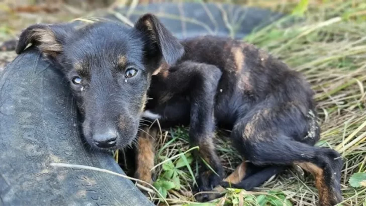 Loving Rescuers Hold Onto Hope for Puppy’s Bright Future