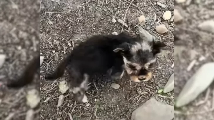 Rescuers Spot Stray Puppy On Highway And Save Him From A Life Of Hardship