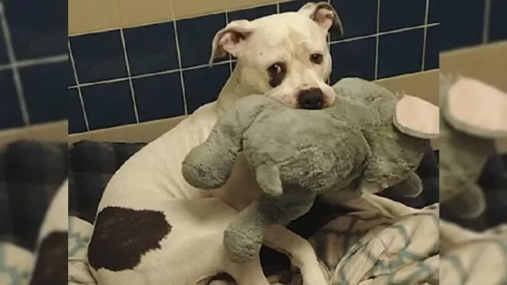 Heartbroken Dog Clutches His Stuffed Elephant After Family Surrenders Him, But A Miracle Saves His Life