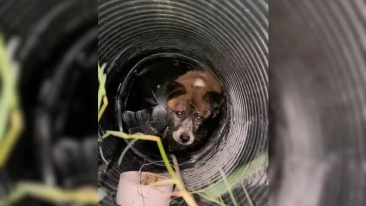 Terrified Pup Rescued From Deep Well Learns to Trust Again With His New Dog Friends