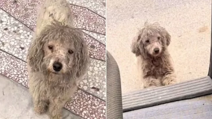 Stray Dog Trembles In The Cold Until A Kind Woman Stops And Changes His Life Forever