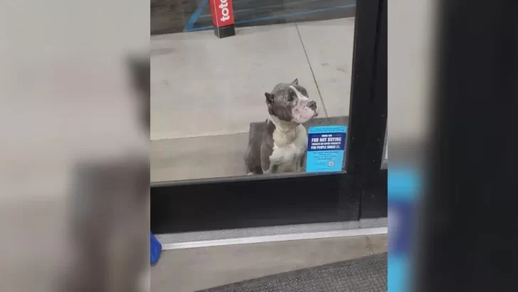 Exhausted Mama Dog Found Outside Store With Her Puppies, Finally Finds Safety And Love