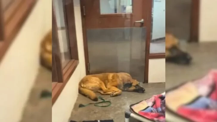 Heartbroken Shelter Dog Gets Adopted After Being Abandoned 3 Times