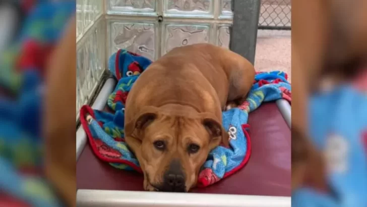 Abandoned and Rescued, Lily the Pit Bull Stays Positive After Years in a Shelter